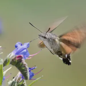 Hummingmoth Hummingmoth