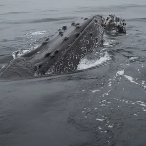 Humpback Whale