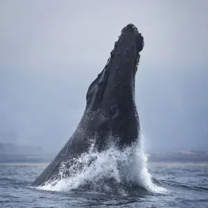 Humpback Whale Humpback Whale