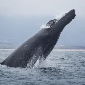 Humpback Whale Humpback Whale