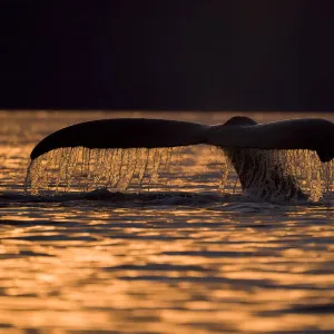 Humpback Whale, Alaska