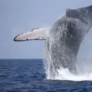 Humpback Whale Beaching, Hawaii