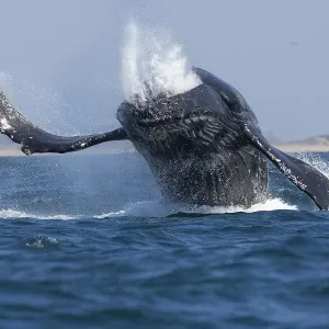 Humpback Whale Breaching Humpback Whale Breaching