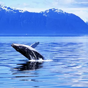 Humpback Whale Breaching, Alaska