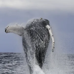 Humpback whale breaching during the annual migration of these whales north to the warmer Humpback whale breaching during the annual migration of these whales north to the warmer