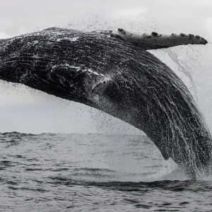 Ballena jorobada emergiendo a lo largo de la costa de Langebaan, Sudáfrica. Ballena jorobada emergiendo a lo largo de la costa de Langebaan, Sudáfrica.