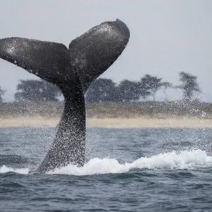 Humpback Whale Fluke Print Humpback Whale Fluke Print