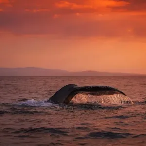 Humpback Whale Fluke Humpback Whale Fluke