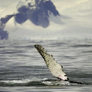 Humpback whale, Grandidier Passage, Antarctic Pen