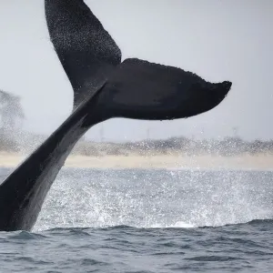 Humpback Whale Tail Print Humpback Whale Tail Print