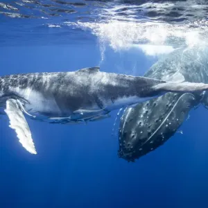 Humpback whales swimming underwater Humpback whales swimming underwater