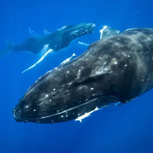 Humpback whales swimming underwater Humpback whales swimming underwater