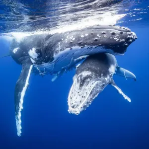 Humpback whales swimming underwater Humpback whales swimming underwater