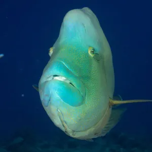 Humphead wrasse -Cheilinus undulatus-, Palau Humphead wrasse -Cheilinus undulatus-, Palau
