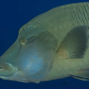 Humphead wrasse -Cheilinus undulatus-, Palau Humphead wrasse -Cheilinus undulatus-, Palau