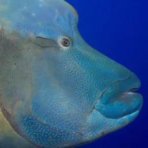 Humphead wrasse -Cheilinus undulatus-, Palau Humphead wrasse -Cheilinus undulatus-, Palau