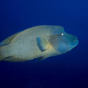 Humphead wrasse -Cheilinus undulatus-, Palau Humphead wrasse -Cheilinus undulatus-, Palau