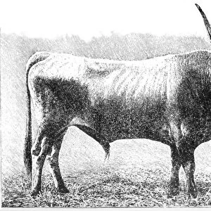 Hungarian bull