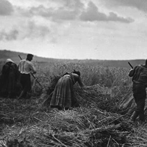 Hungarian Harvest