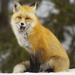 The Hungry Smiling Fox Print The Hungry Smiling Fox Print