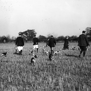 Hunting Beagles