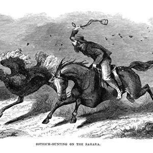 Hunting Ostrich in the Sahara engraving