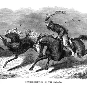 Hunting Ostrich in the Sahara engraving Hunting Ostrich in the Sahara engraving