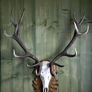 Hunting trophy, 14-point-antlers, mounted red deer antlers on a wooden wall