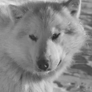 Alaskan Husky Dog Print