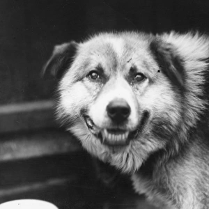 Husky Dog Chosen For Sir Ernest Shackletons Trans-Antarctic Expedition