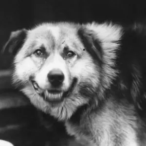 Husky Dog Print - Sir Ernest Shackleton's Expedition Husky Dog Print - Sir Ernest Shackleton's Expedition