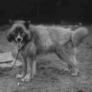 Husky Dog Chosen for Shackleton's Expedition Print Husky Dog Chosen for Shackleton's Expedition Print