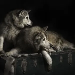 Husky dogs studio portrait Husky dogs studio portrait