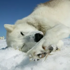 Husky sled dog resting on glacier