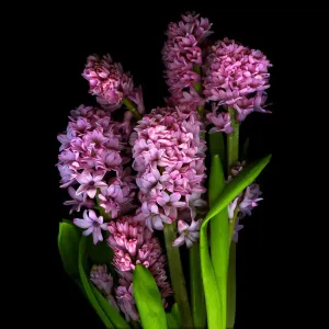 Pink Hyacinth Print on Magda Indigo Black Background Pink Hyacinth Print on Magda Indigo Black Background