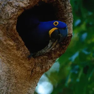 Hyacinth macaw (Anodorhynchus hyacinthus) in tree hole, Brazil Hyacinth macaw (Anodorhynchus hyacinthus) in tree hole, Brazil