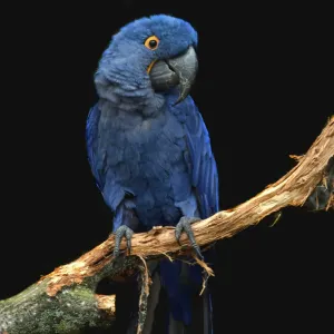 Hyacinth Macaw at Chester Zoo Hyacinth Macaw at Chester Zoo
