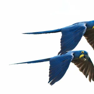 Hyacinth Macaw couple in flight