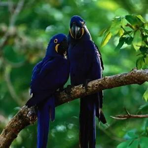 Hyacinth macaws (Anodorhynchus hyacinthus) on branch, Brazil