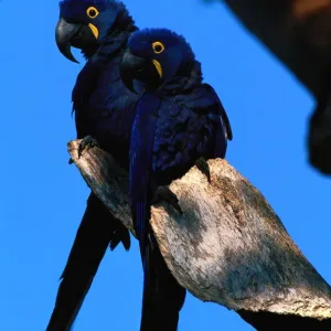 Hyacinth macaws (Anodorhynchus hyacinthus) on branch, Brazil Hyacinth macaws (Anodorhynchus hyacinthus) on branch, Brazil