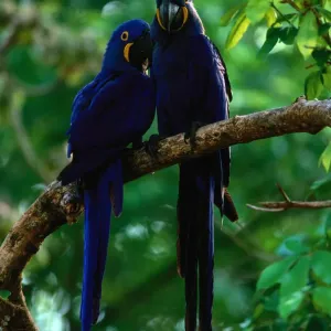 Hyacinth macaws (Anodorhynchus hyacinthus) on branch, Brazil Hyacinth macaws (Anodorhynchus hyacinthus) on branch, Brazil
