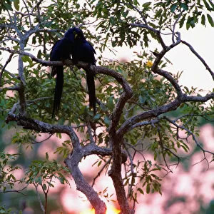 Hyacinth macaws (Anodorhynchus hyacinthus) in tree, Brazil