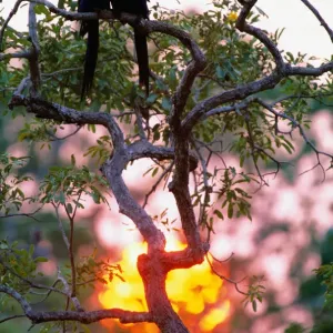 Hyacinth macaws (Anodorhynchus hyacinthus) in tree, Brazil Hyacinth macaws (Anodorhynchus hyacinthus) in tree, Brazil
