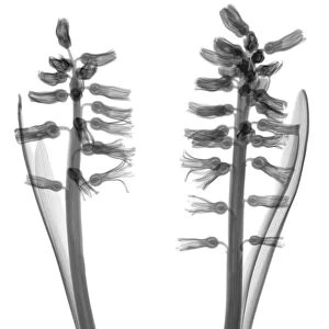 Two Hyacinths, X-ray