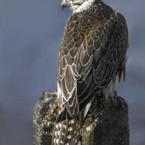 Faucon hybride Faucon hybride