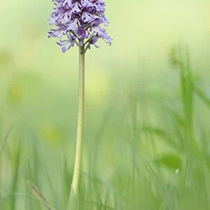 Hybrid of Lady orchid -Orchis purpurea- and Military Orchid -Orchis militaris-