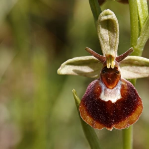 Hybrid of a Spider Orchid and a Bumblebee Orchid -Ophrys sphegodes x Ophrys holoserica-, flower, Koppelstein Nature Reserve, Rhineland-Palatinate, Germany, Europe