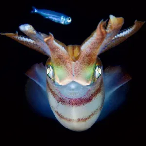 Hypnotise Reef Squid Night Hunt Print