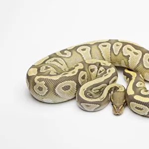 Hypo Mojave Ball Python or Royal Python -Python regius-, female