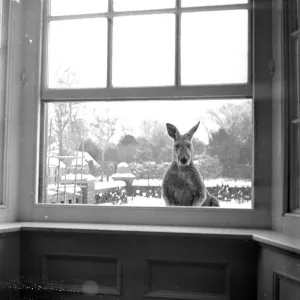 Can I Come In Print, 20th March 1954 Can I Come In Print, 20th March 1954